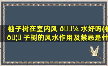 柚子树在室内风 🐼 水好吗(柚 🦊 子树的风水作用及禁忌是什么)